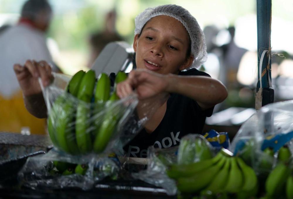 行走拉美手记丨在蕉林深处感受洪都拉斯的历史与新机遇(图2) 行走拉美手记丨在蕉林深处感受洪都拉斯的历史与新机遇(图2)