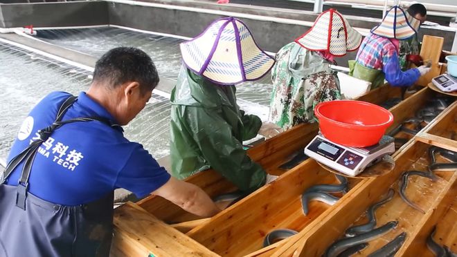 全球产量20万吨中国占80%！2024量价齐升出口日本烤鳗同比激增(图4)